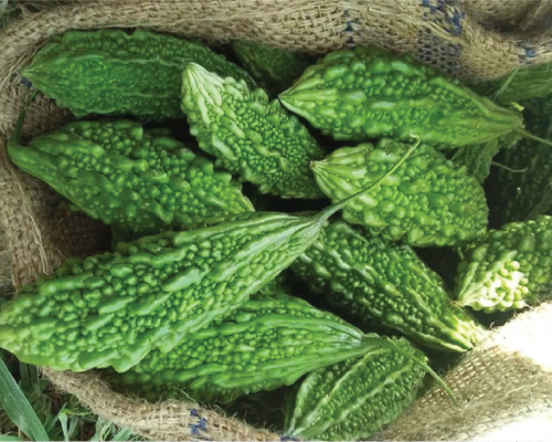 Bitter Gourd