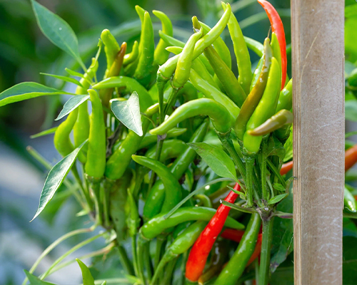 Hot-Peppers
