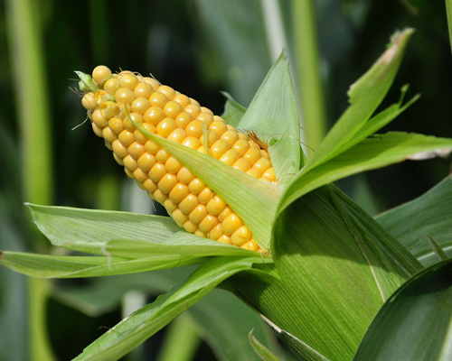 Maize