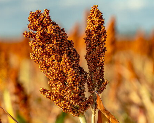 Sorghum Flixo-117